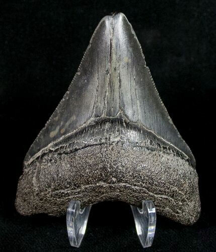 Juvenile Megalodon Tooth - South Carolina #10665